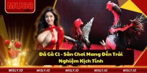Đá Gà C1 - Sân Chơi Mang Đến Trải Nghiệm Kịch Tính Đá Gà C1 - Sân Chơi Mang Đến Trải Nghiệm Kịch Tính